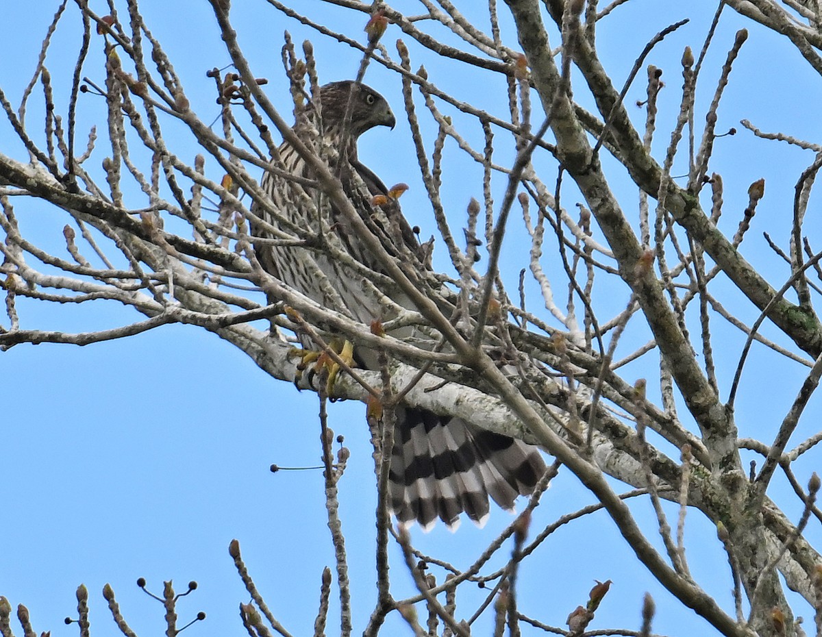 Gundlach's Hawk - ML637645373