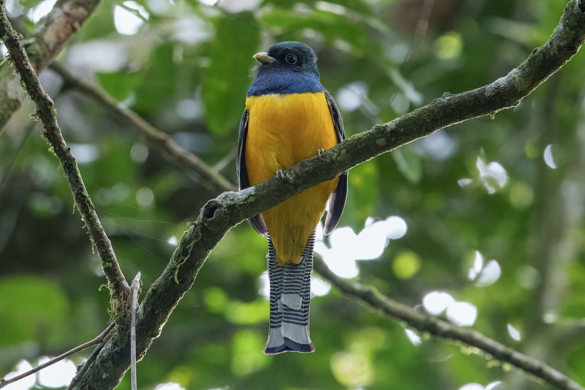 Atlantic Black-throated Trogon - ML637645382