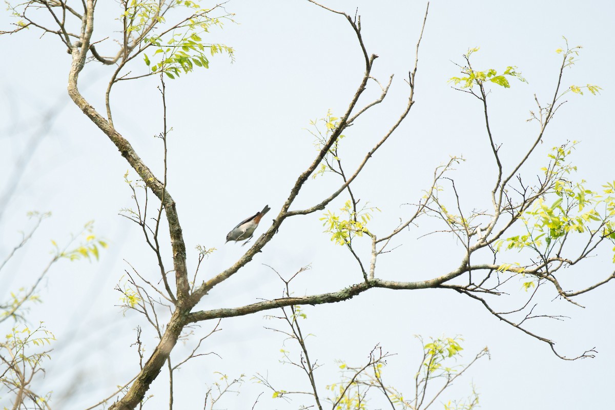 Chestnut-vented Conebill - ML637645394