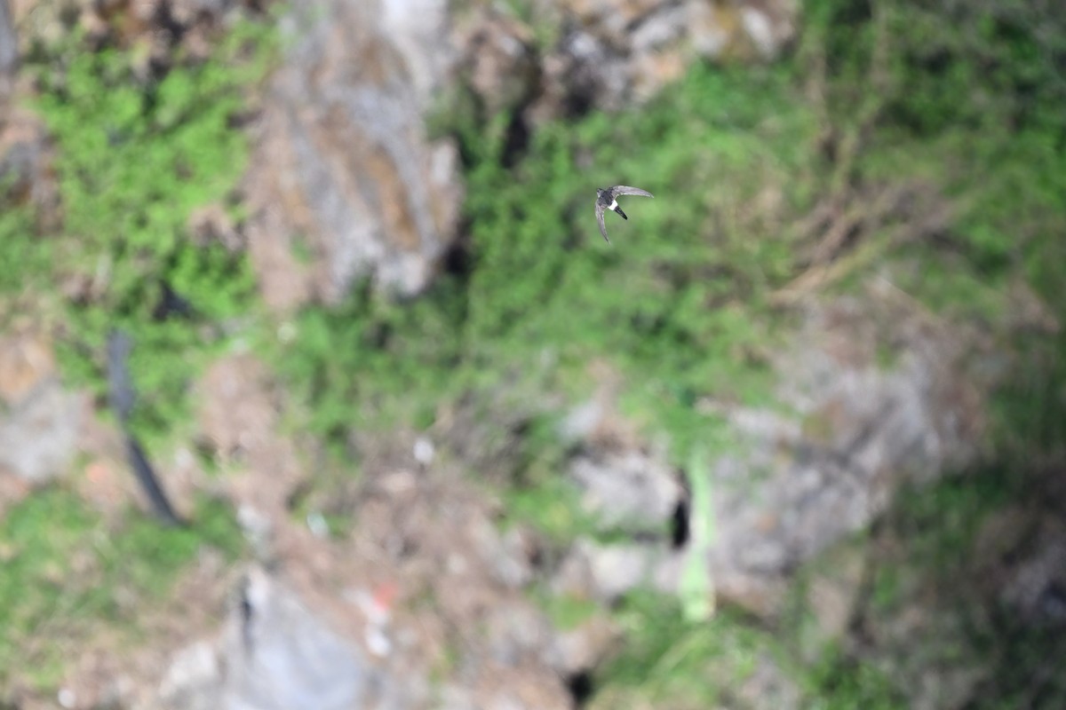 サリムアリアマツバメ - ML637645413
