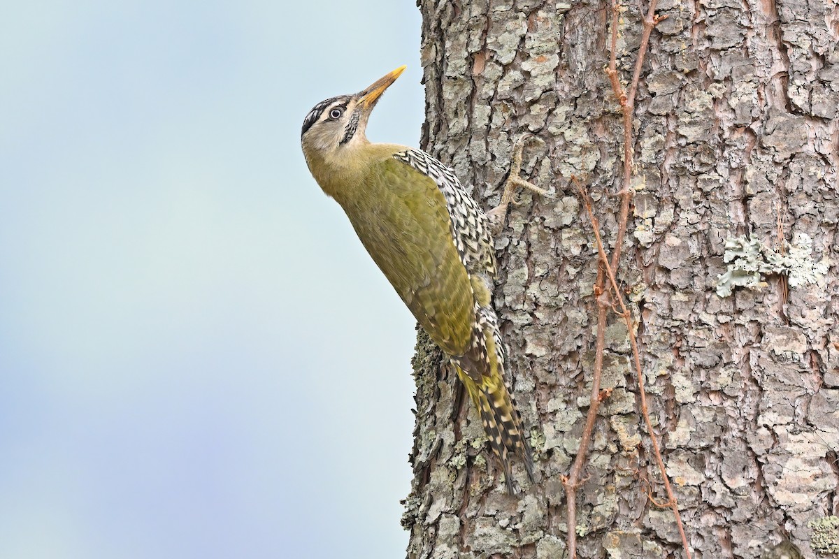 Scaly-bellied Woodpecker - ML637645456