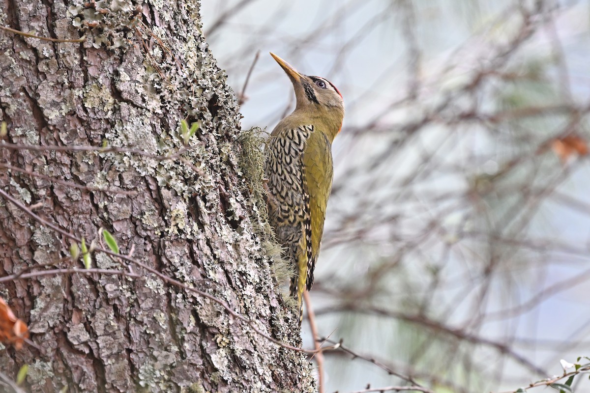 Scaly-bellied Woodpecker - ML637645457