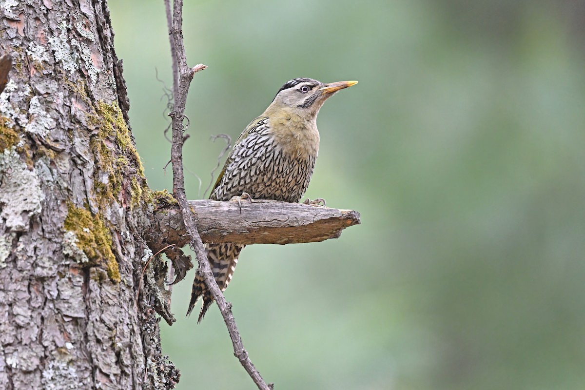 Scaly-bellied Woodpecker - ML637645463