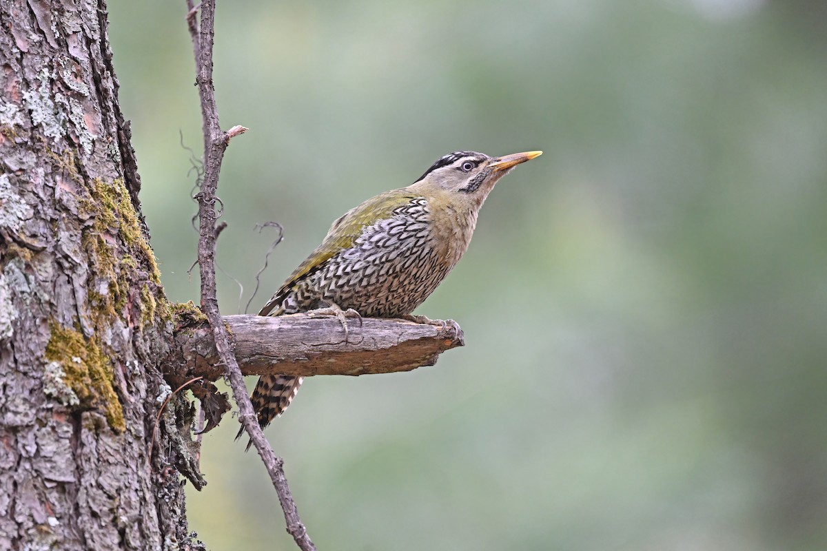 Scaly-bellied Woodpecker - ML637645464