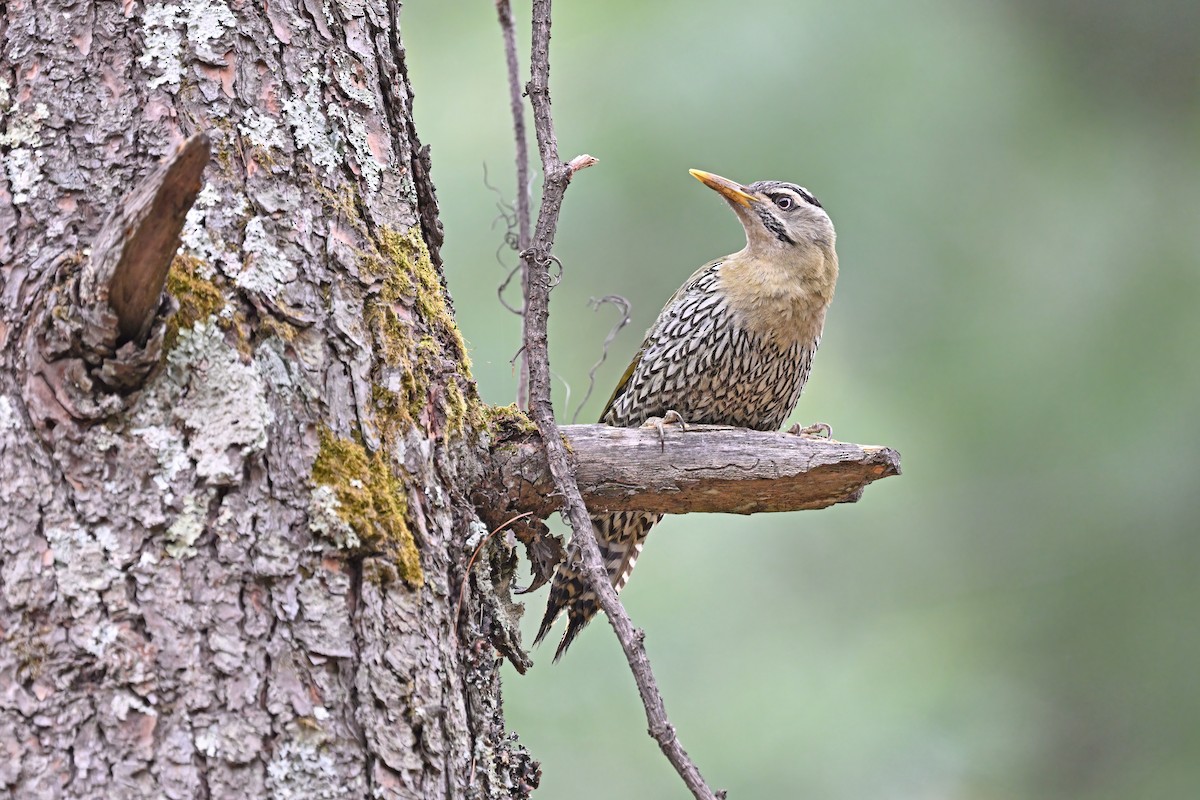 Scaly-bellied Woodpecker - ML637645465