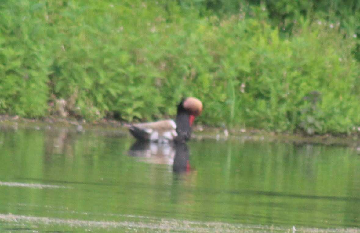 Red-crested Pochard - ML637645485