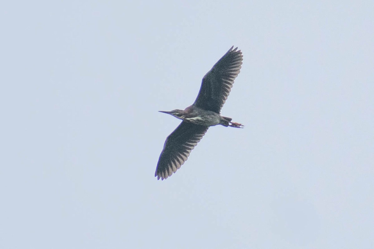 Green Heron - ML637645511