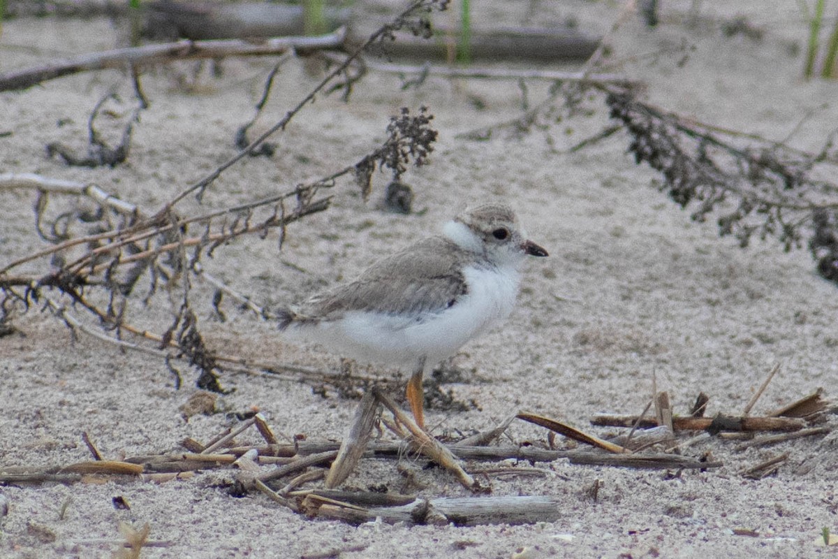 Piping Plover - ML637645528