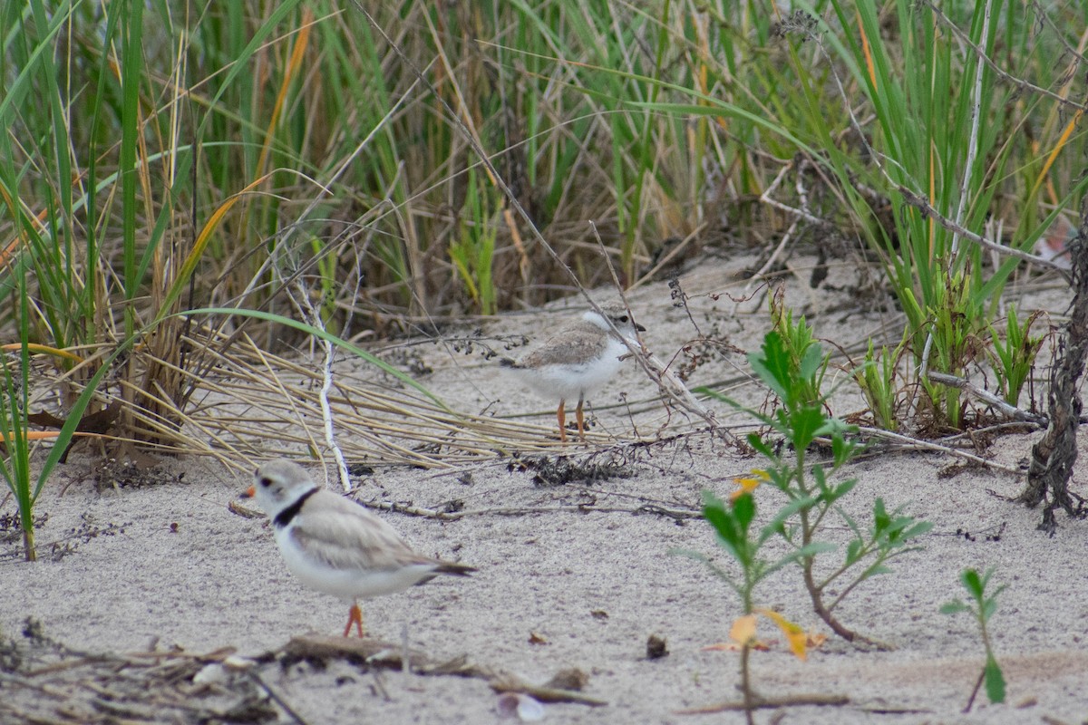 Piping Plover - ML637645529