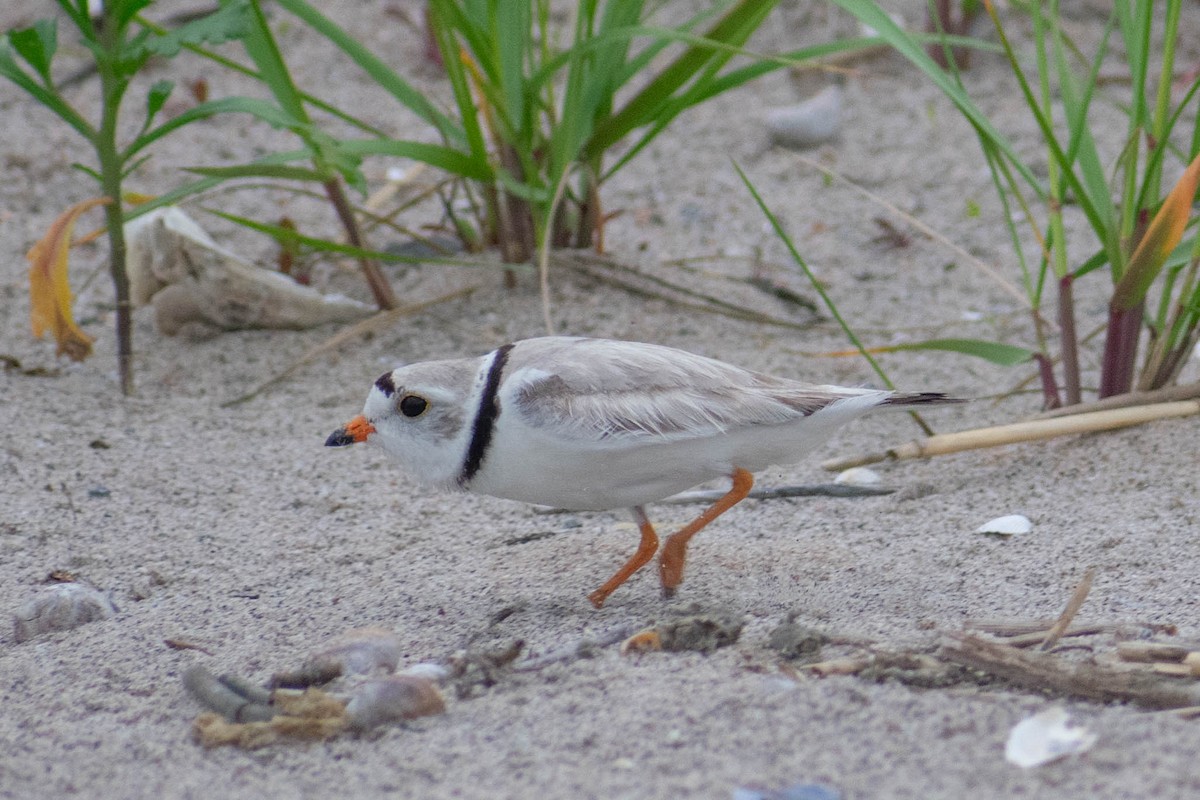 Piping Plover - ML637645539