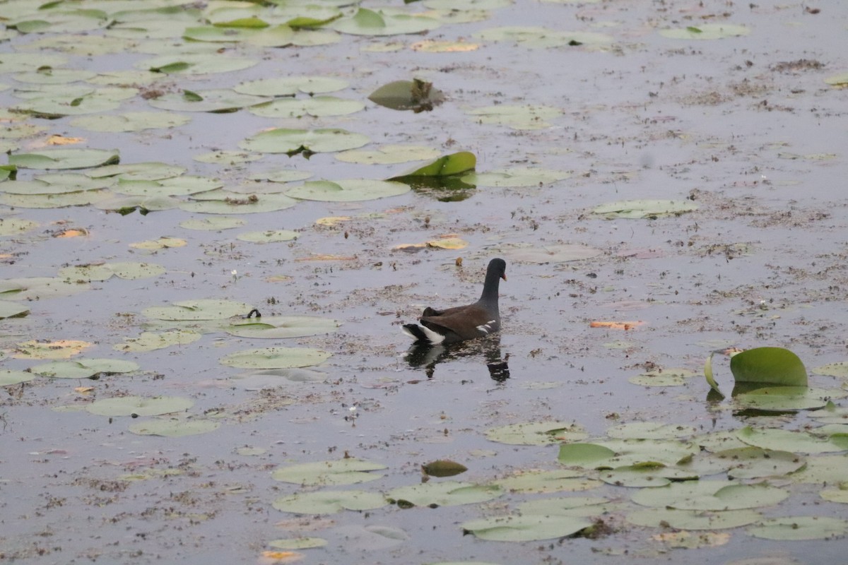 Common Gallinule - ML637645541