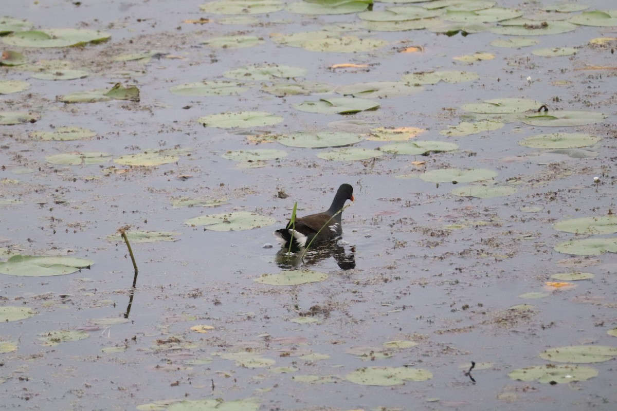 Common Gallinule - ML637645542