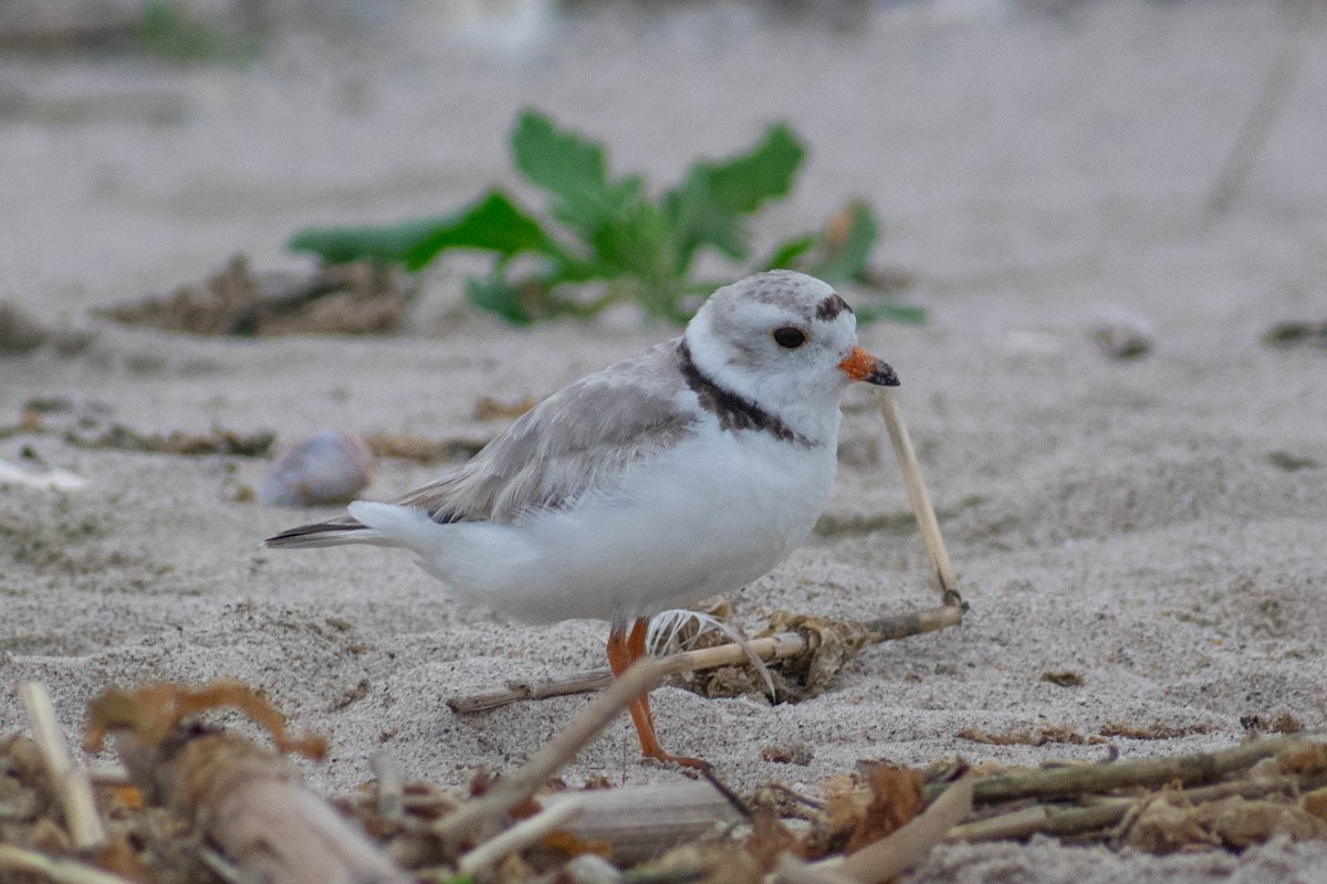 Piping Plover - ML637645543