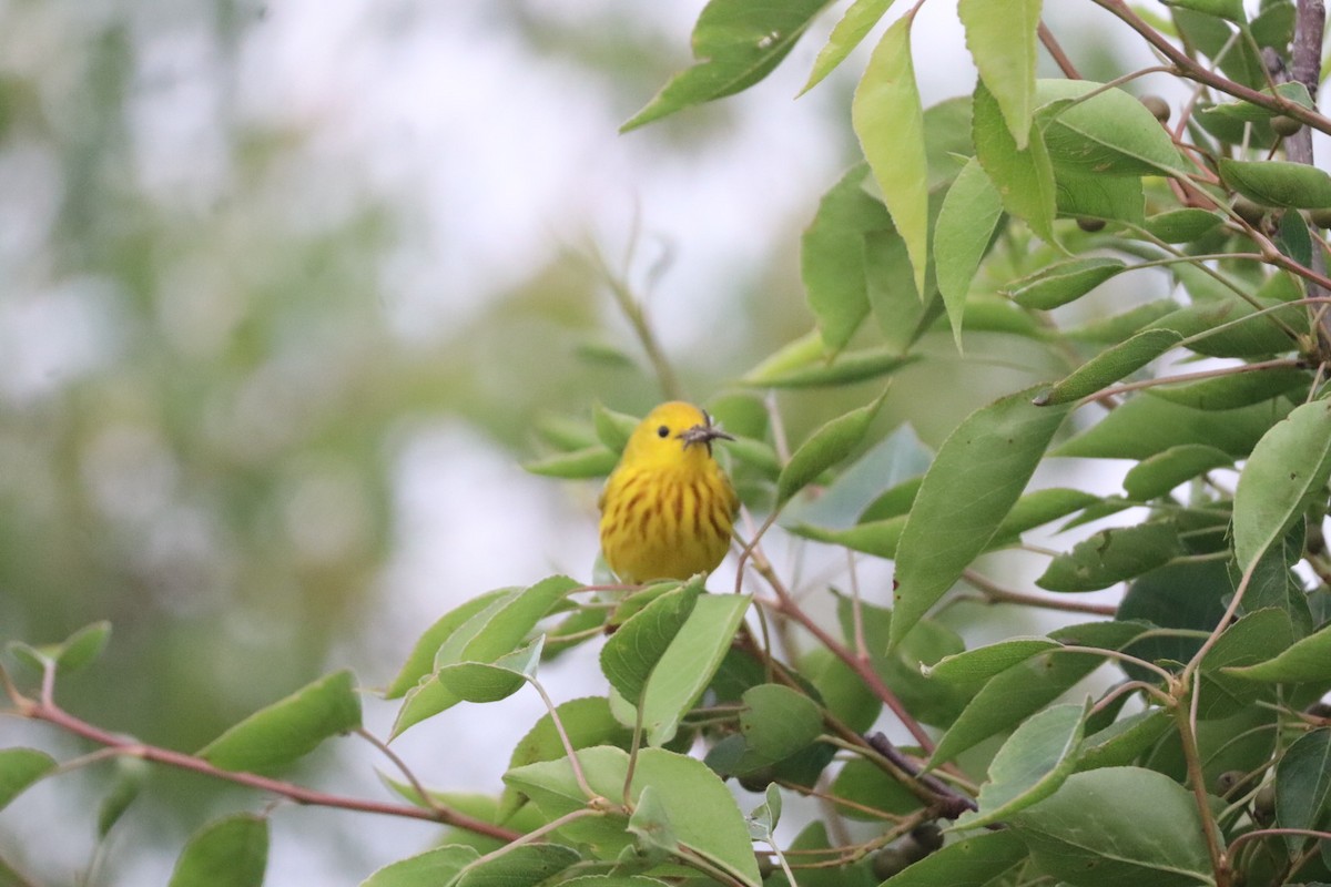 Yellow Warbler (Northern) - ML637645557