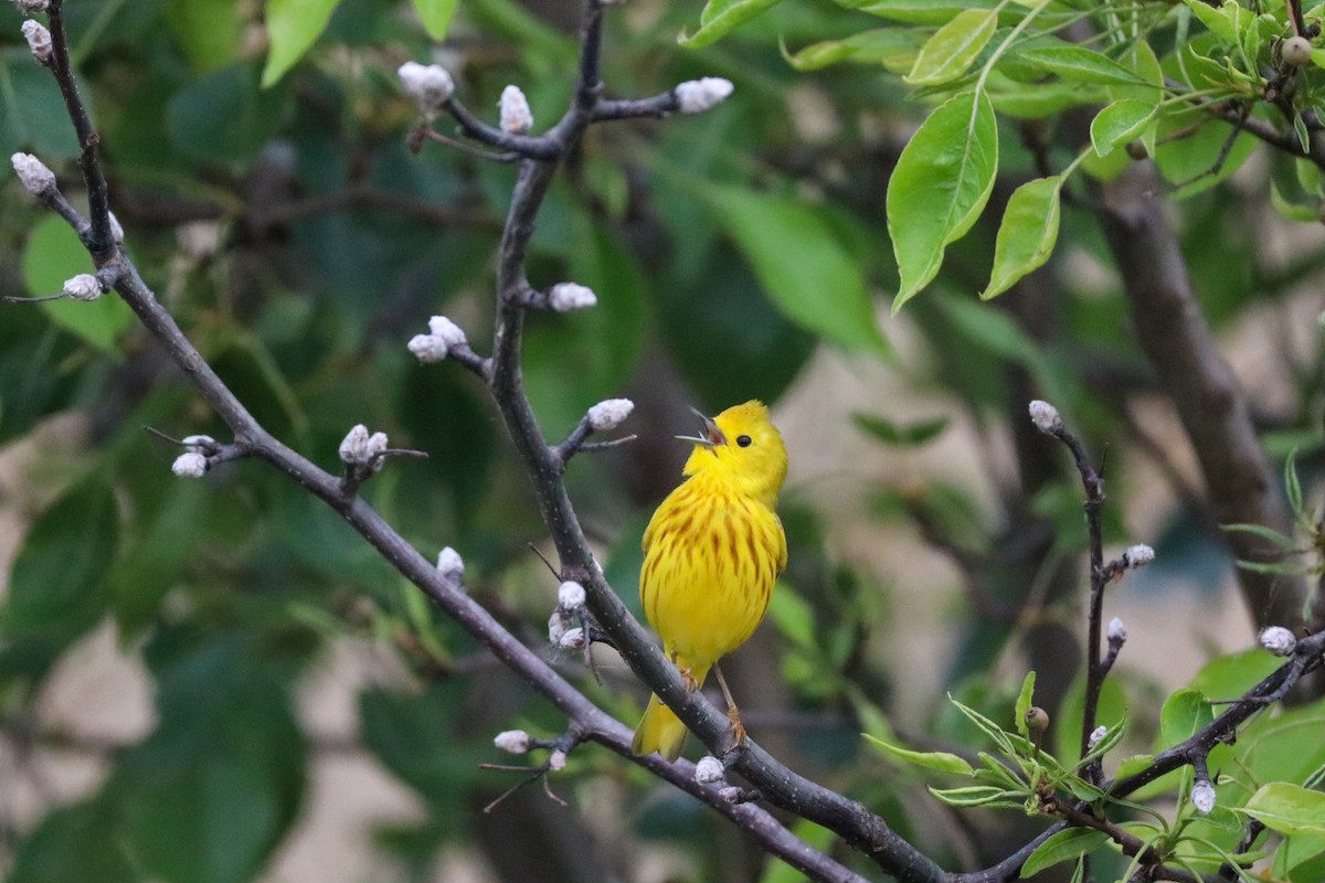 Yellow Warbler (Northern) - ML637645558