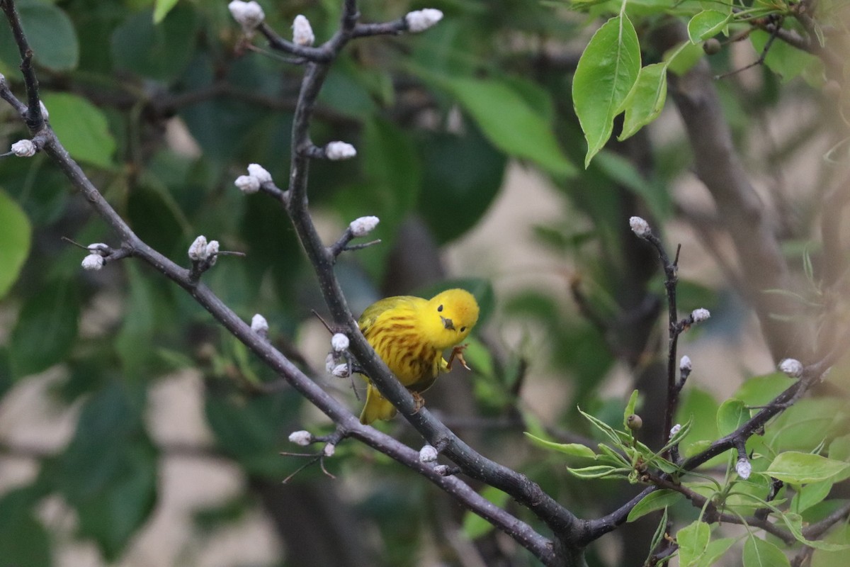 Yellow Warbler (Northern) - ML637645559