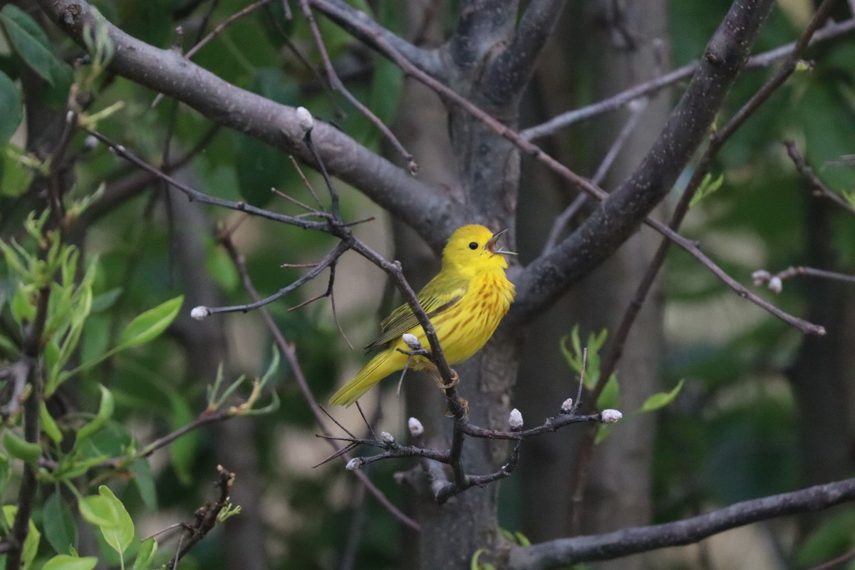 Yellow Warbler (Northern) - ML637645560
