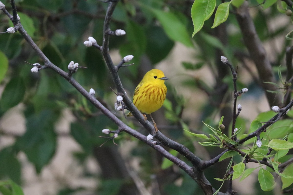 Yellow Warbler (Northern) - ML637645561