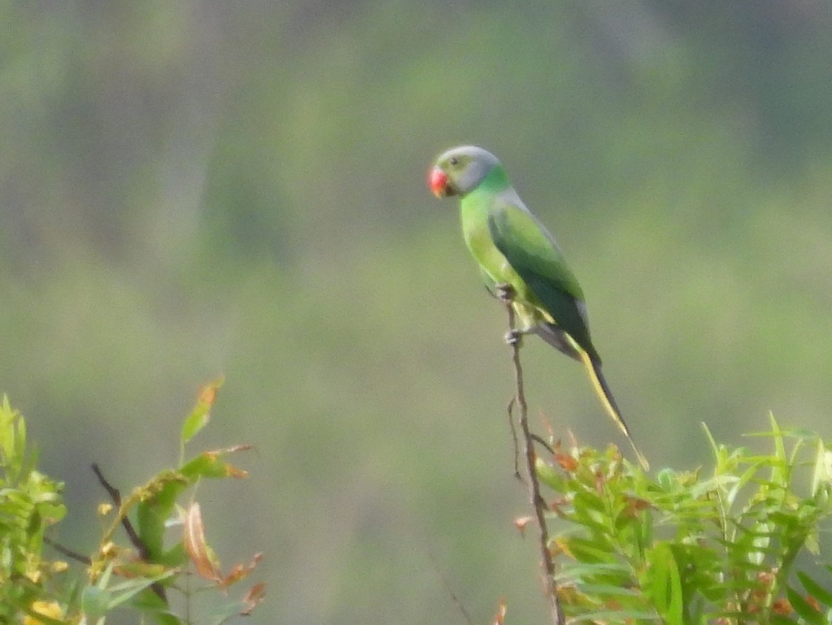Layard's Parakeet - ML637645563
