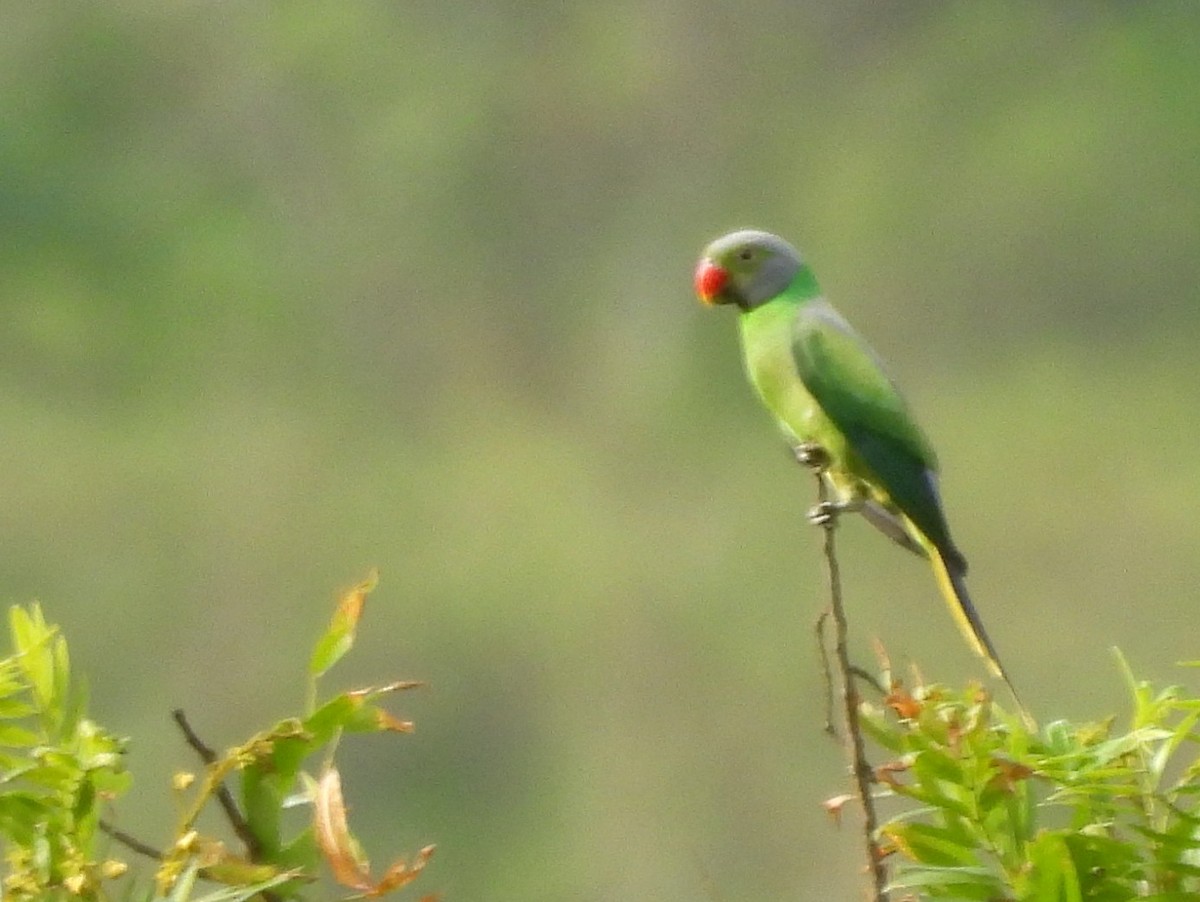 Layard's Parakeet - ML637645564
