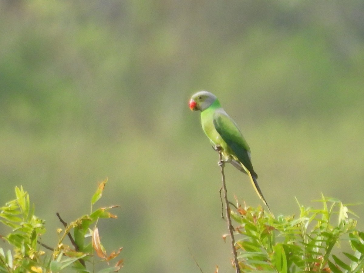 Layard's Parakeet - ML637645566