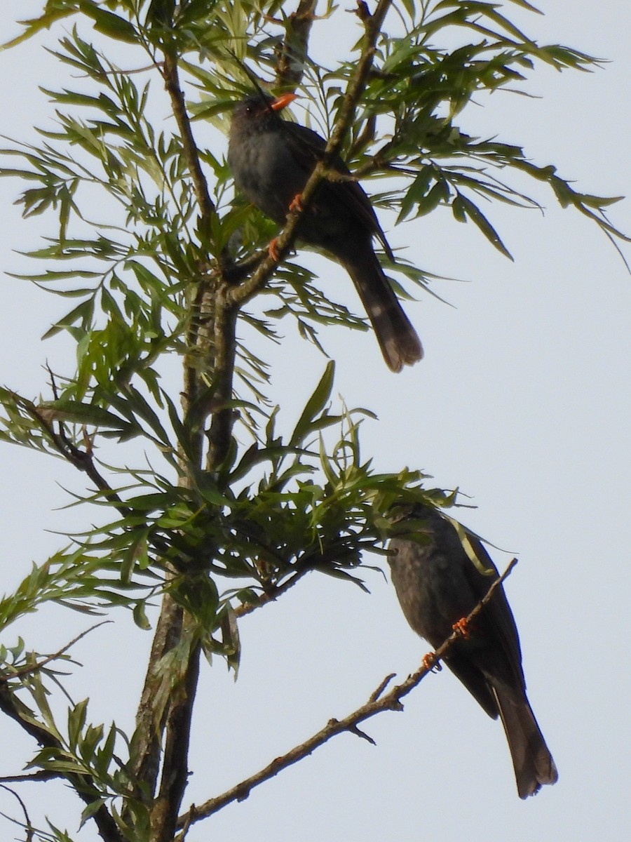 Square-tailed Bulbul - ML637645582