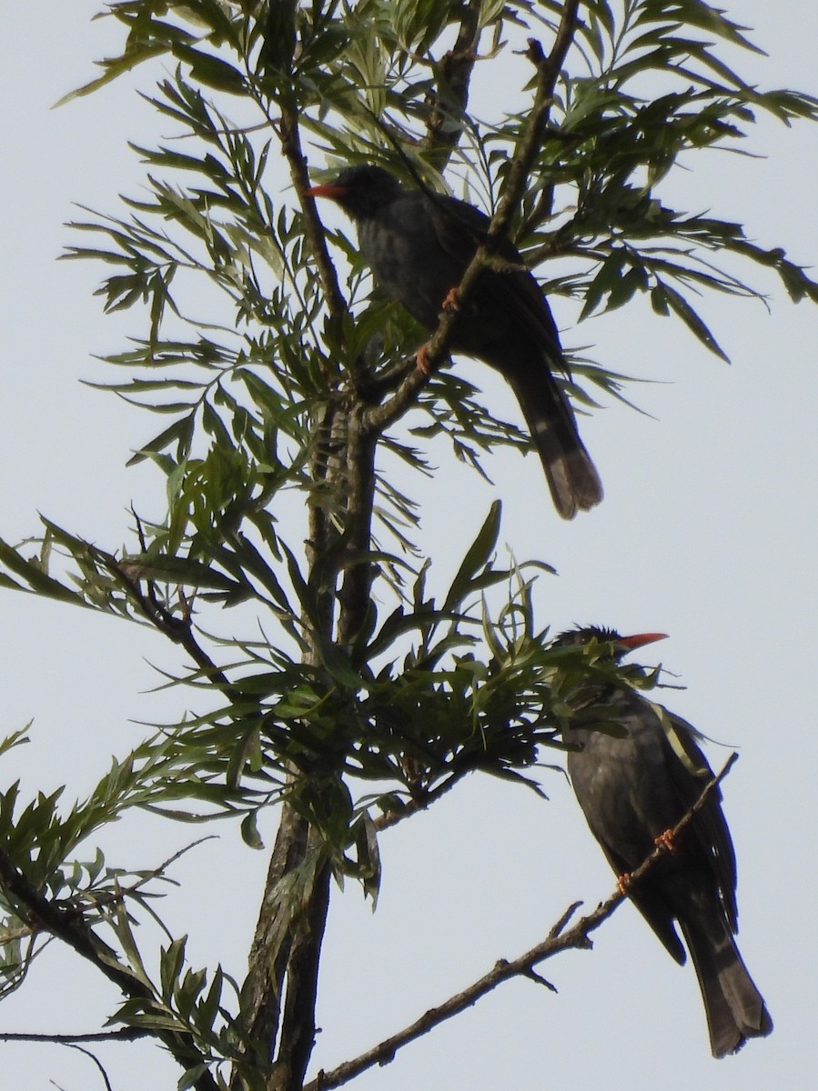 Square-tailed Bulbul - ML637645583