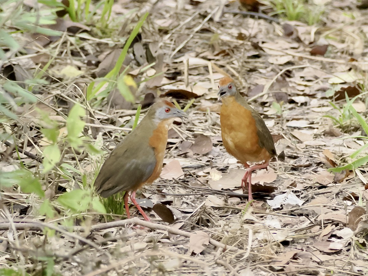 Russet-crowned Crake - ML637645619
