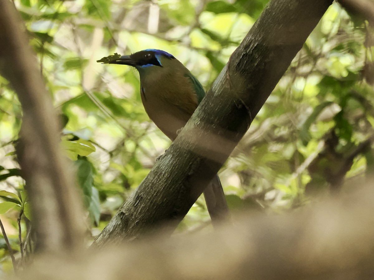 Amazonian Motmot - ML637645650