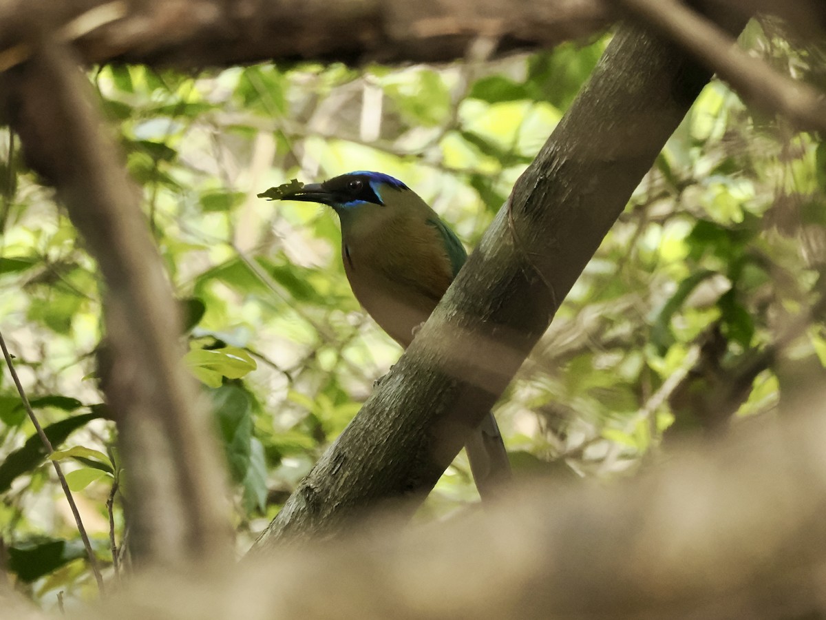 Amazonian Motmot - ML637645651