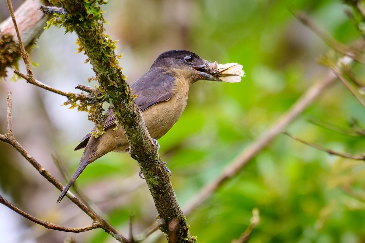 Crested Becard - ML637645652
