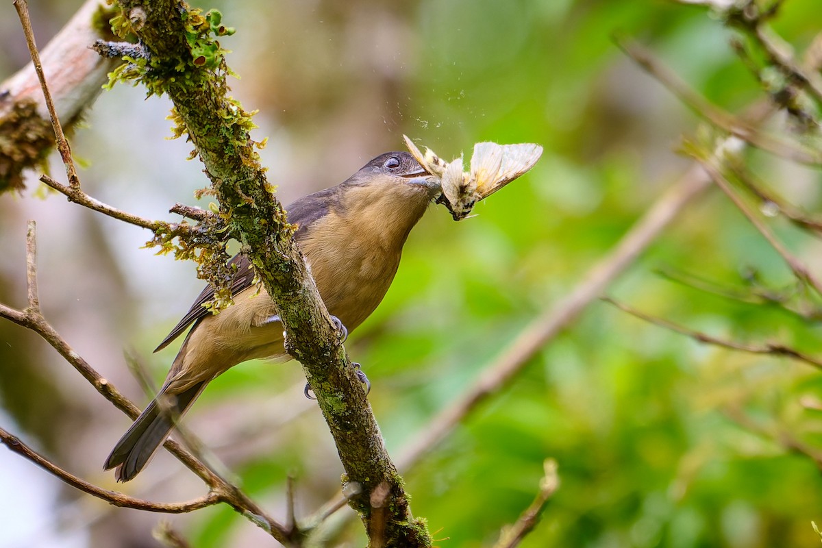 Crested Becard - ML637645653