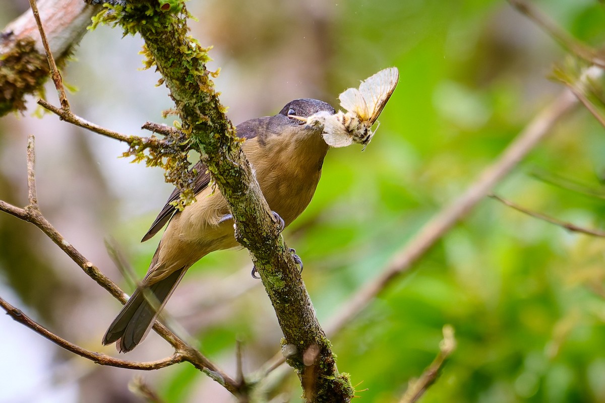 Crested Becard - ML637645654
