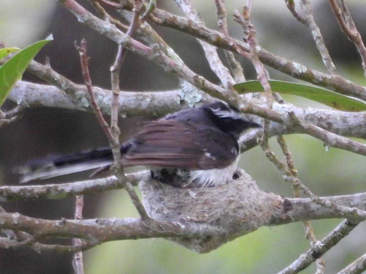 White-browed Fantail - ML637645660