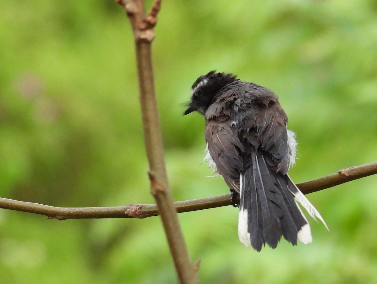 White-browed Fantail - ML637645662