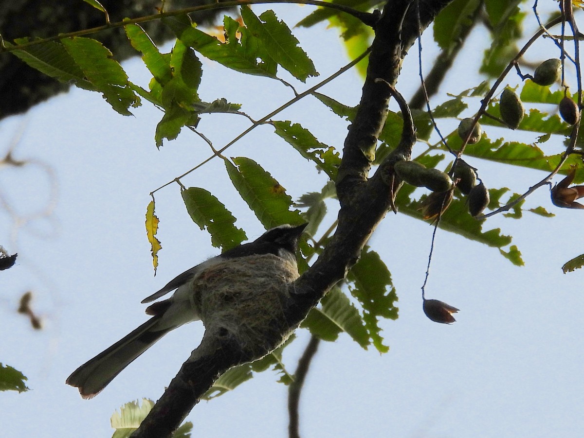 White-browed Fantail - ML637645665