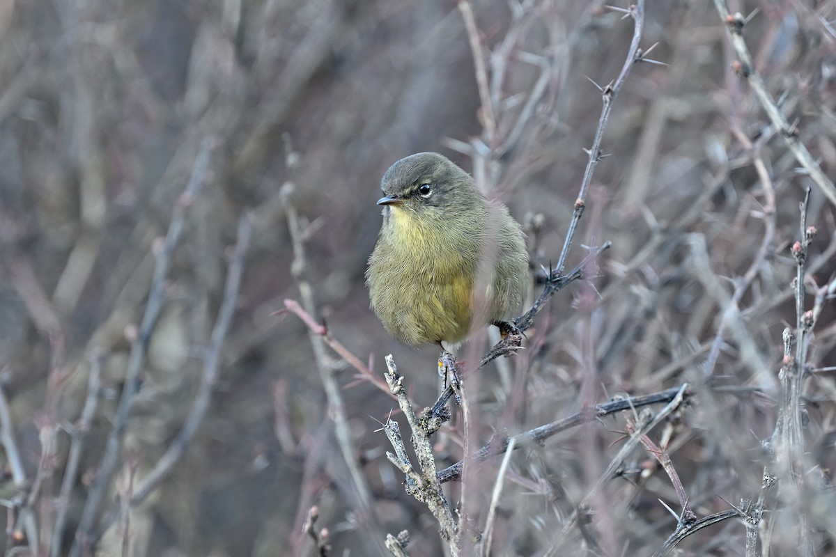 マユナガムシクイ - ML637645678
