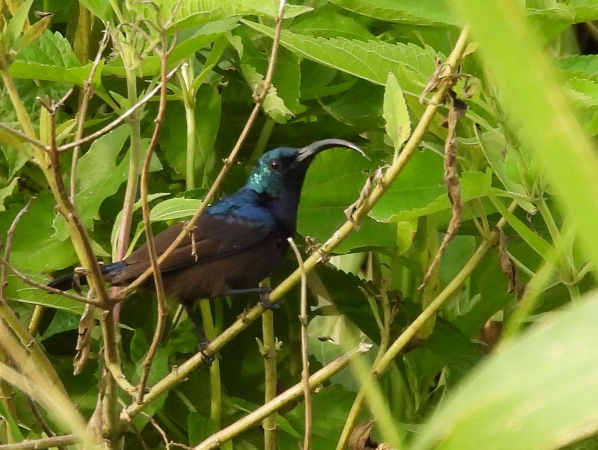Loten's Sunbird - ML637645699