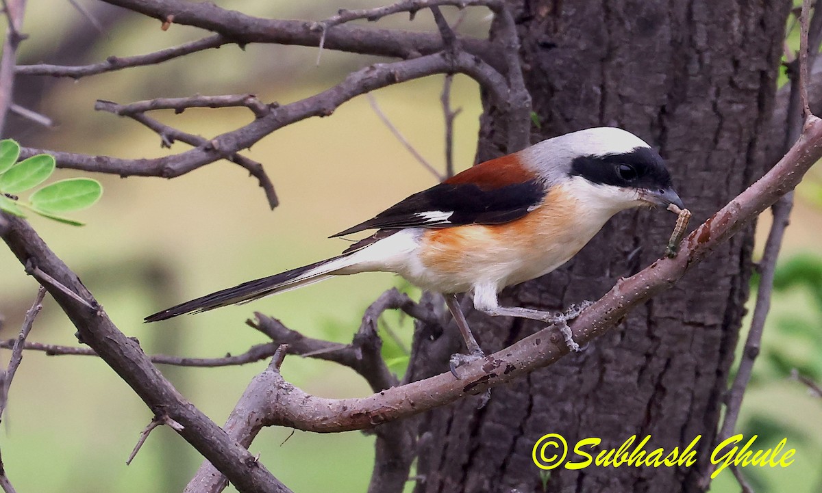 Bay-backed Shrike - ML637645703