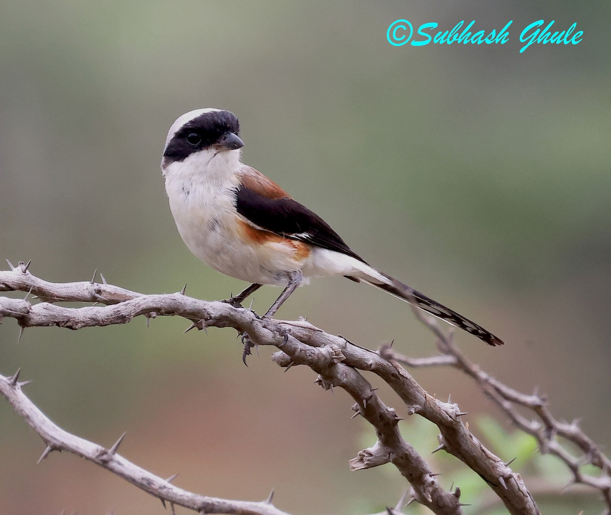 Bay-backed Shrike - ML637645704