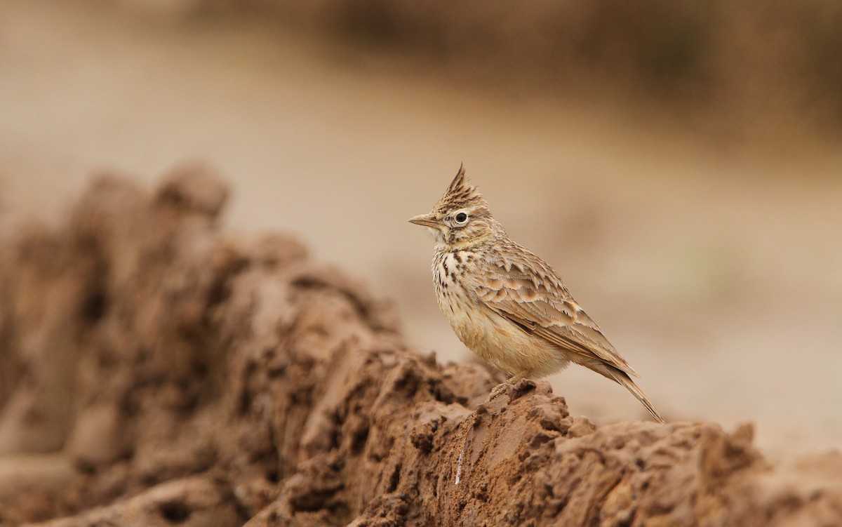 Thekla's Lark - Christoph Moning