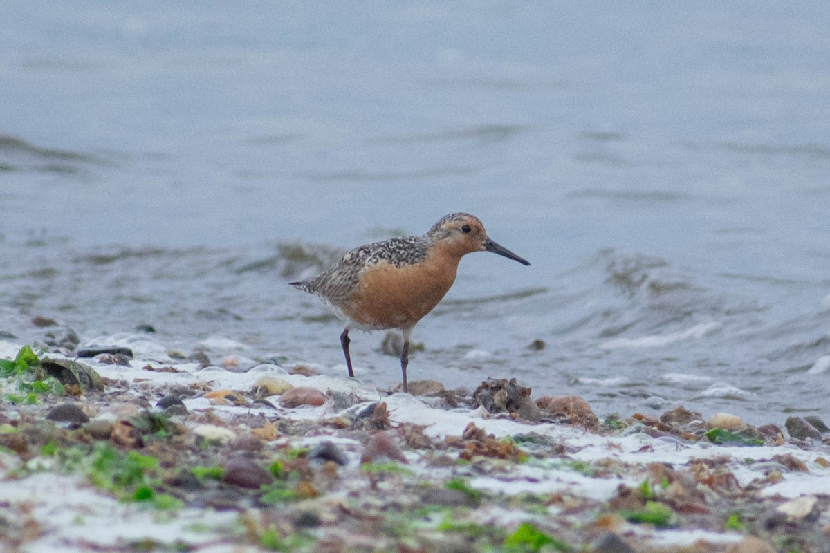 Red Knot - ML637645732