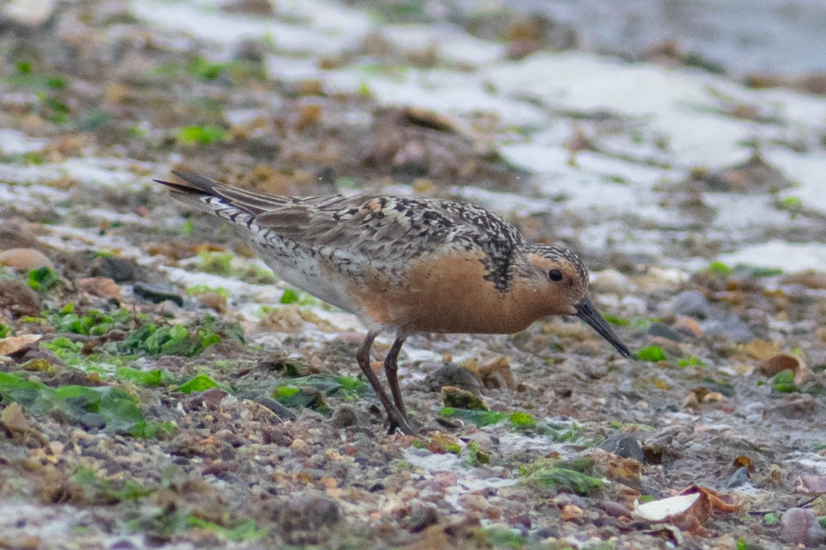 Red Knot - ML637645733