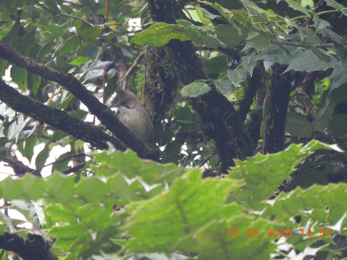 Whiskered Yuhina - ML637645737