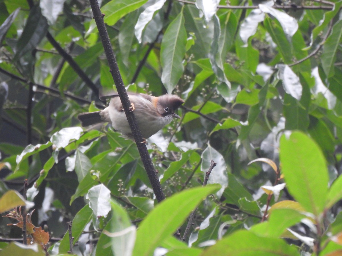 Whiskered Yuhina - ML637645739