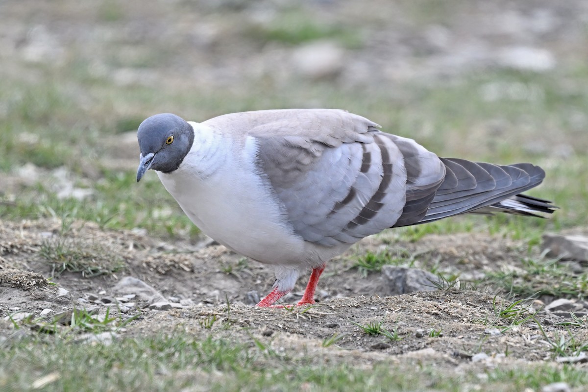 Snow Pigeon - ML637645746