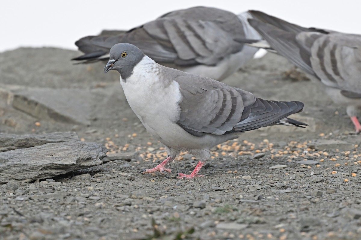 Snow Pigeon - ML637645751