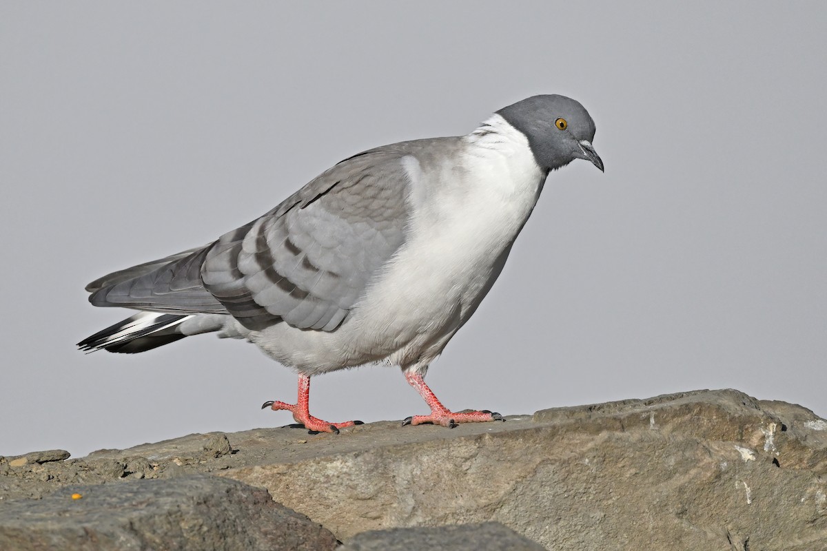 Snow Pigeon - ML637645752
