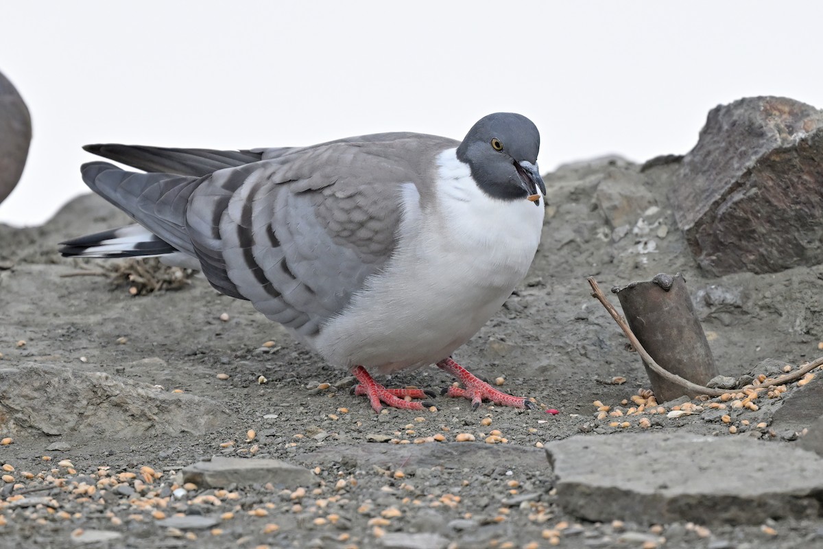 Snow Pigeon - ML637645754