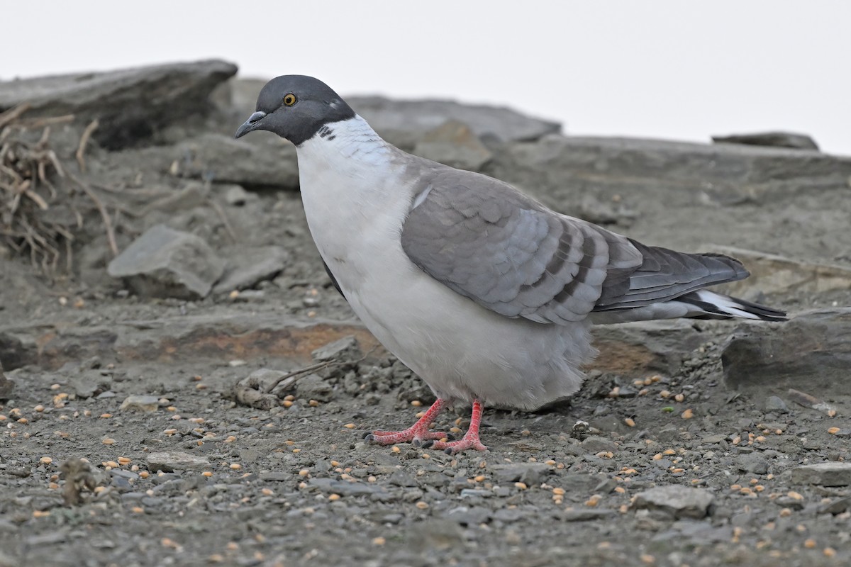 Snow Pigeon - ML637645755